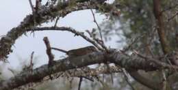 Image of Stripe-capped Sparrow