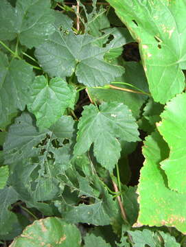 Image of Humulus lupulus var. lupulus