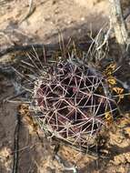 Image of Fendler's Hedgehog Cactus