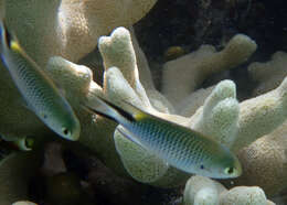 Image of Damselfish