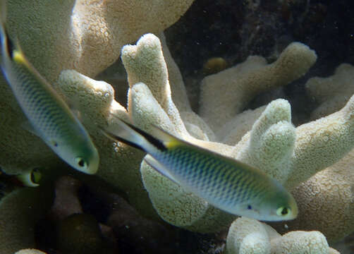 Image of Damselfish