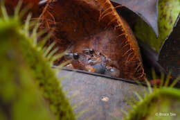 Image of Bornean Chorus Frog