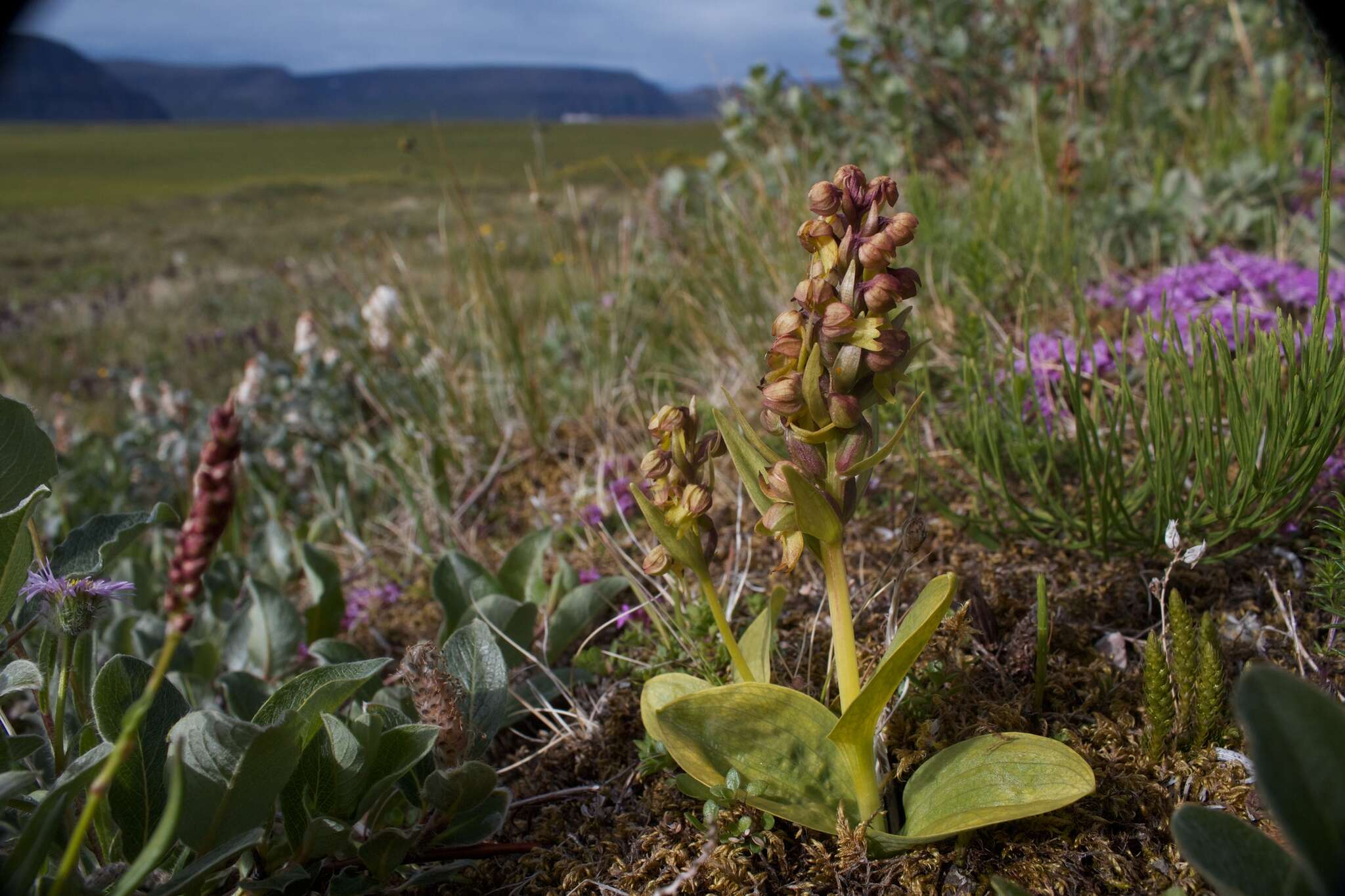 Image of Frog orchid