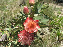 Image of Protea caffra subsp. caffra