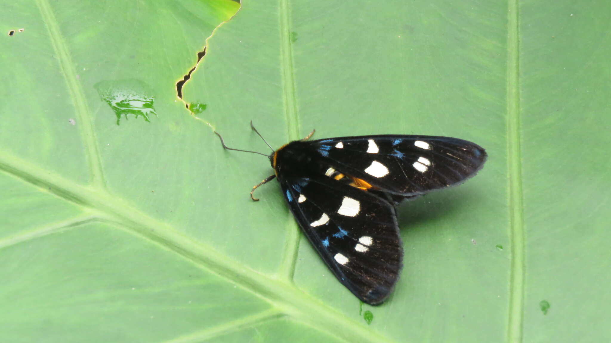 صورة Exsula dentatrix albomaculata Miyake 1907