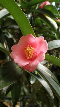 Image of Hong Kong Camellia