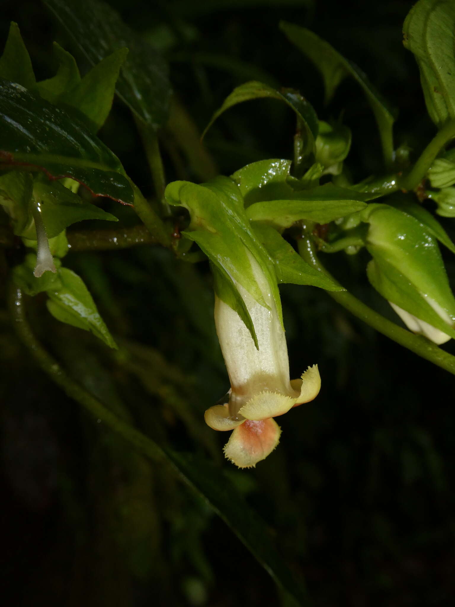 Image of Drymonia warszewicziana Hanst.