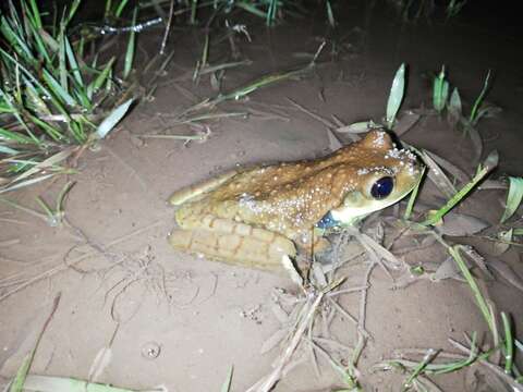 Image of Trachycephalus cunauaru Gordo, Toledo, Suárez, Kawashita-Ribeiro, Ávila, Morais & Nunes 2013