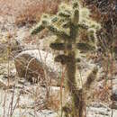 Image of Cylindropuntia alcahes var. alcahes