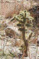 Image of Cylindropuntia alcahes var. alcahes