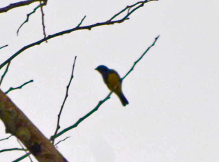 Image of Turquoise Tanager