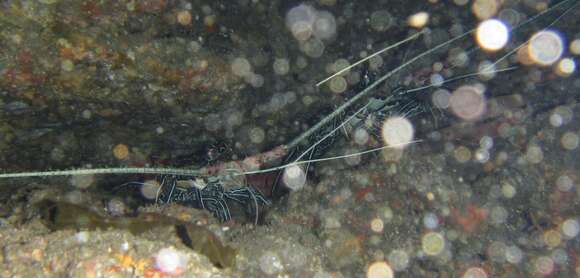 Image of Painted Spiny Lobster