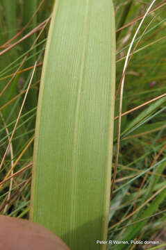 Image of Watsonia confusa Goldblatt