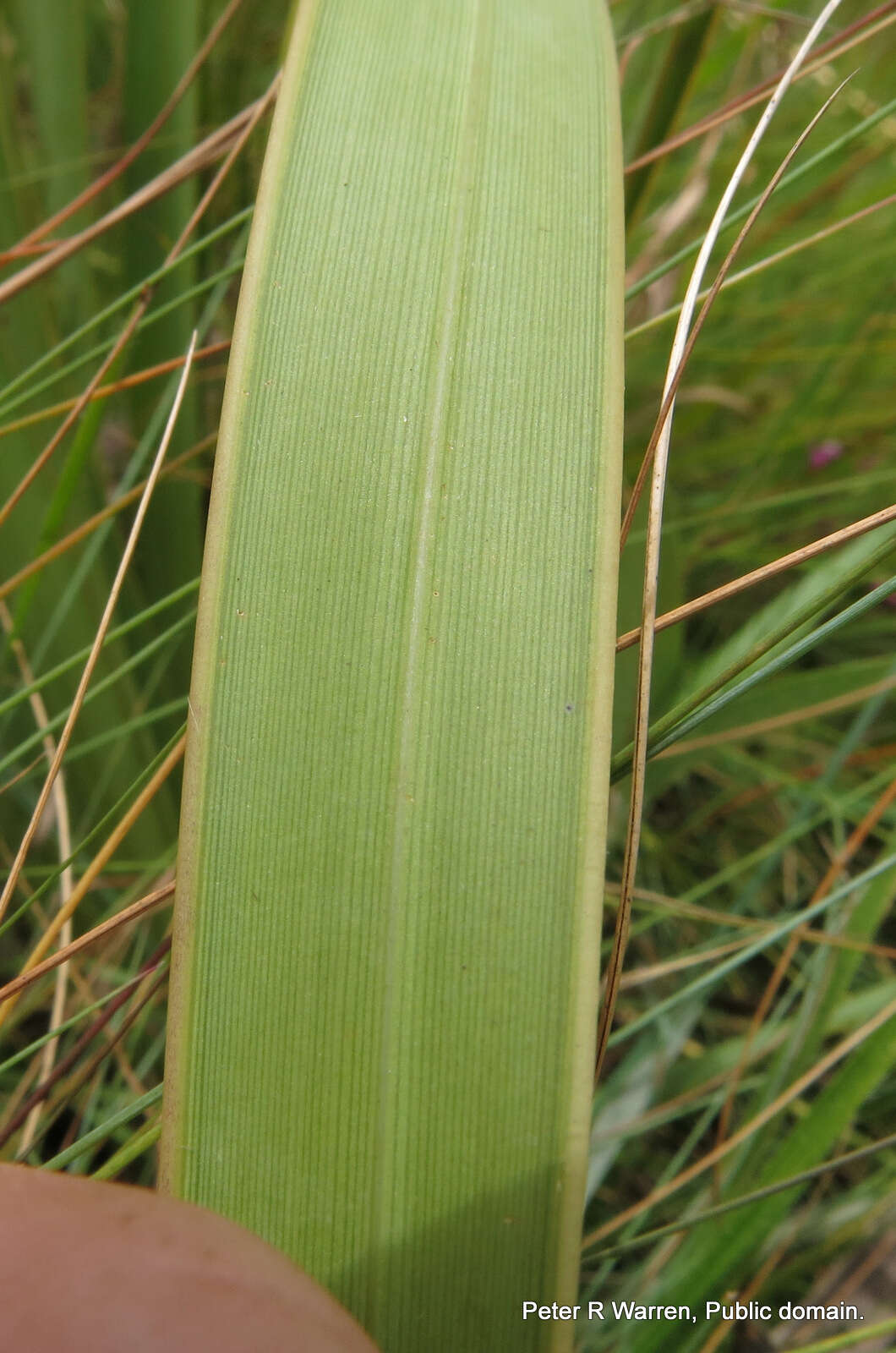 Image of Watsonia confusa Goldblatt