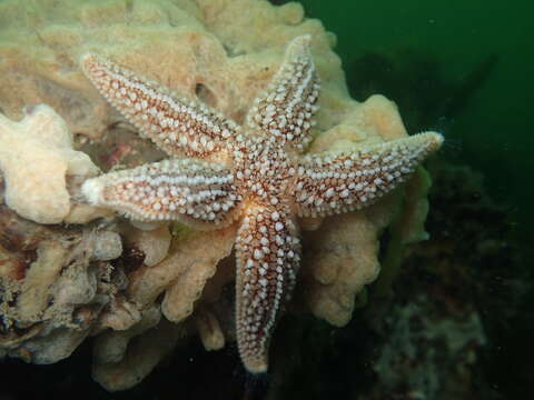 Image of Common sea star