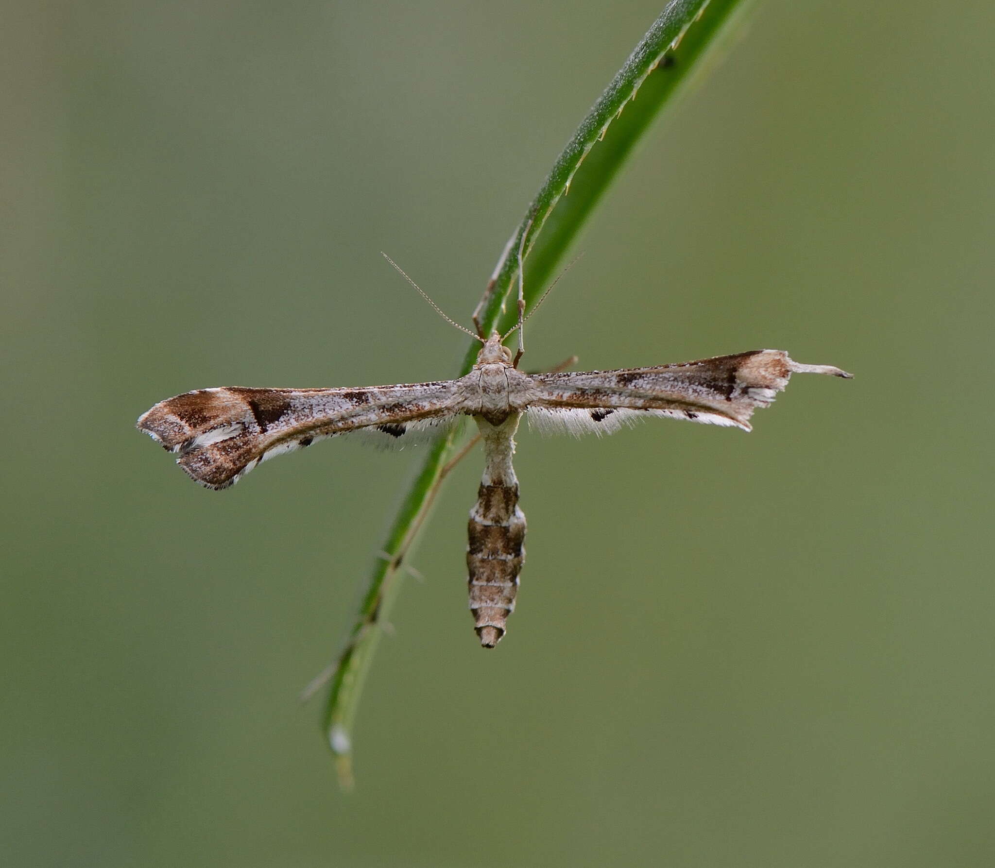 Image de Platyptilia gonodactyla (Denis & Schiffermüller 1775)