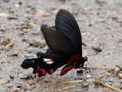 Image of Papilio bootes Westwood 1842