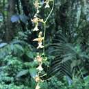 Plancia ëd Oncidium hapalotyle Schltr.