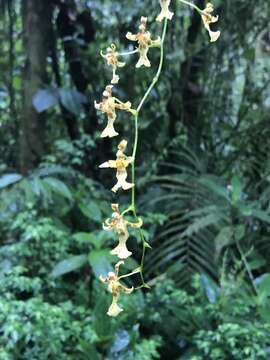 Image of Oncidium hapalotyle Schltr.