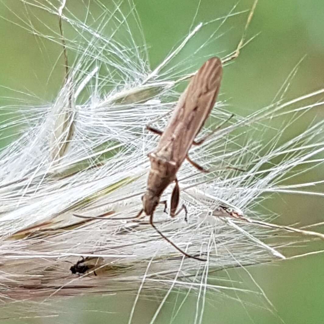 Sivun Paromius gracilis (Rambur 1839) kuva