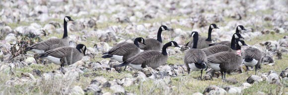 Image of Branta canadensis occidentalis (Baird & SF 1858)