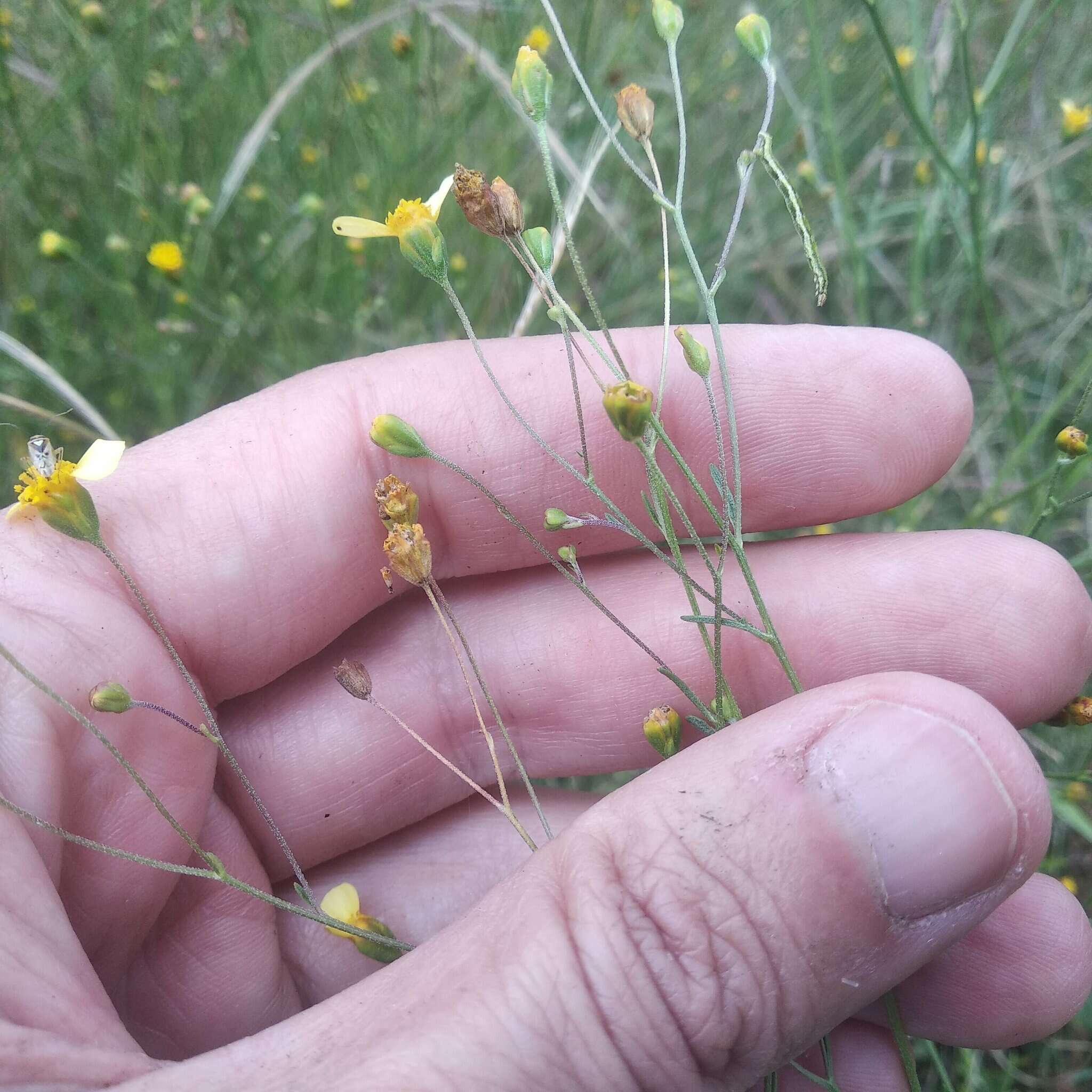 Image of Schkuhria schkuhrioides (Link & Otto) Thell.