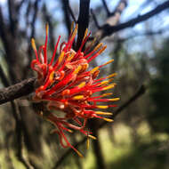 Amyema linophylla (Fenzl) Tieghem的圖片