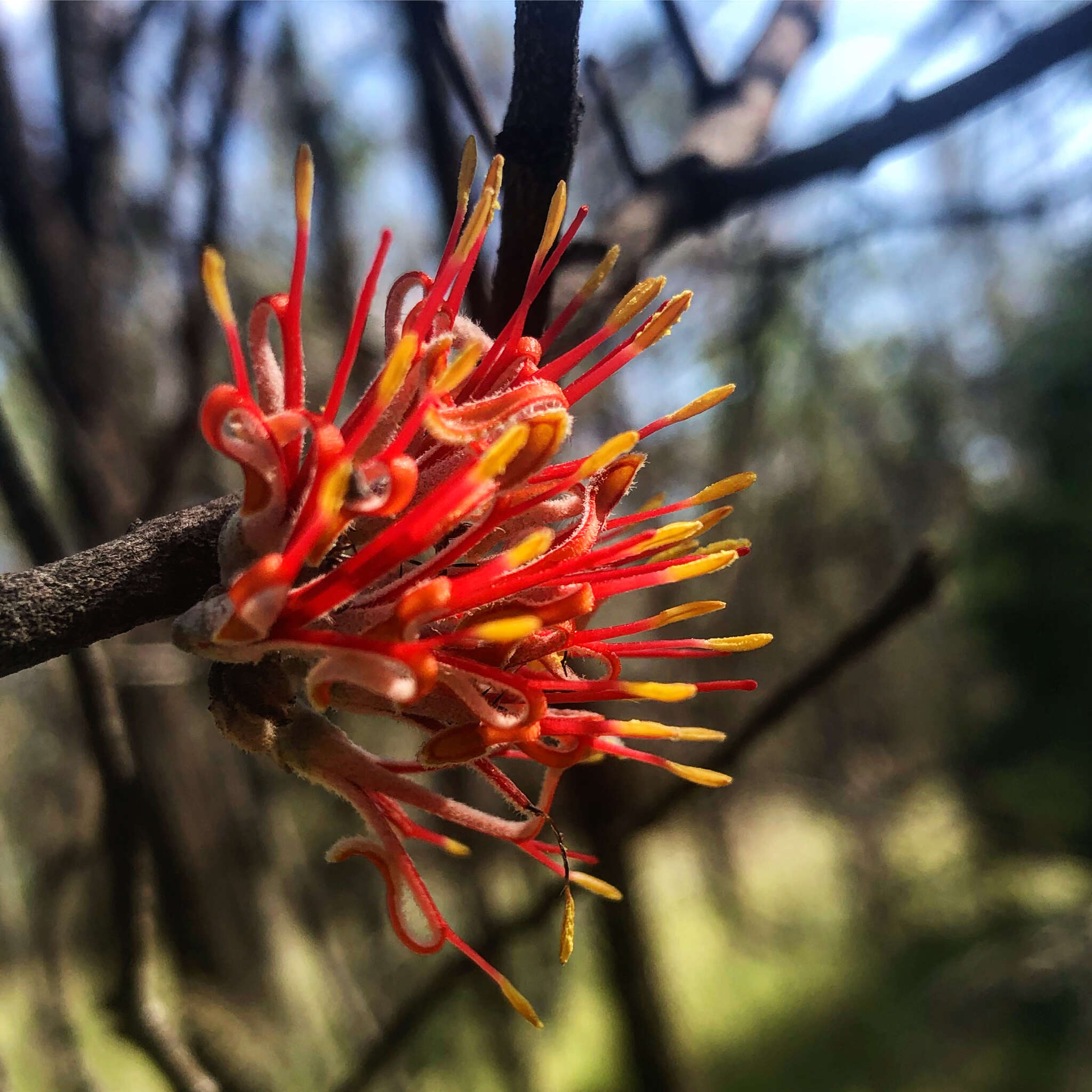 Image of Amyema linophylla (Fenzl) Tieghem