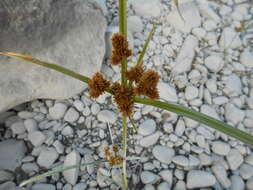 Image of Cyperus glomeratus L.