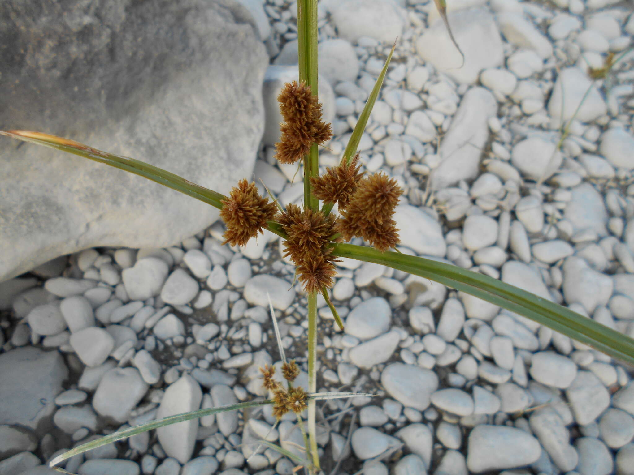 Image of Cyperus glomeratus L.