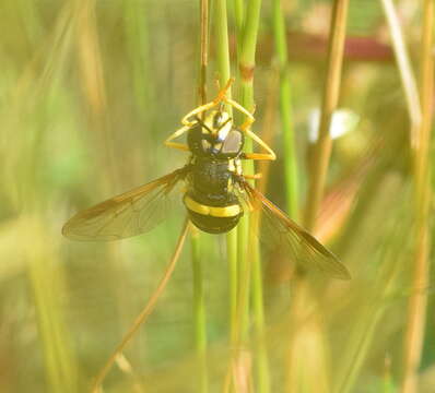 Image de Chrysotoxum bicincta (Linnaeus 1758)