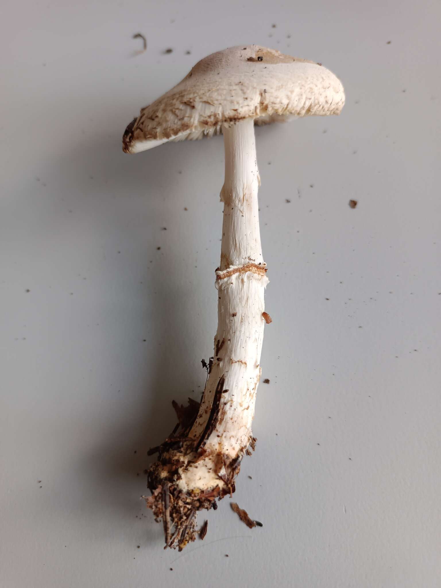 Lepiota ignivolvata Bousset & Joss. ex Joss. 1990 resmi