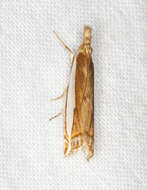 Image of Large-striped Grass-veneer Moth