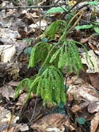 Image of Dendrolycopodium