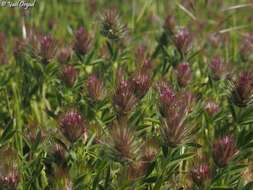 Imagem de Trifolium dasyurum C. Presl