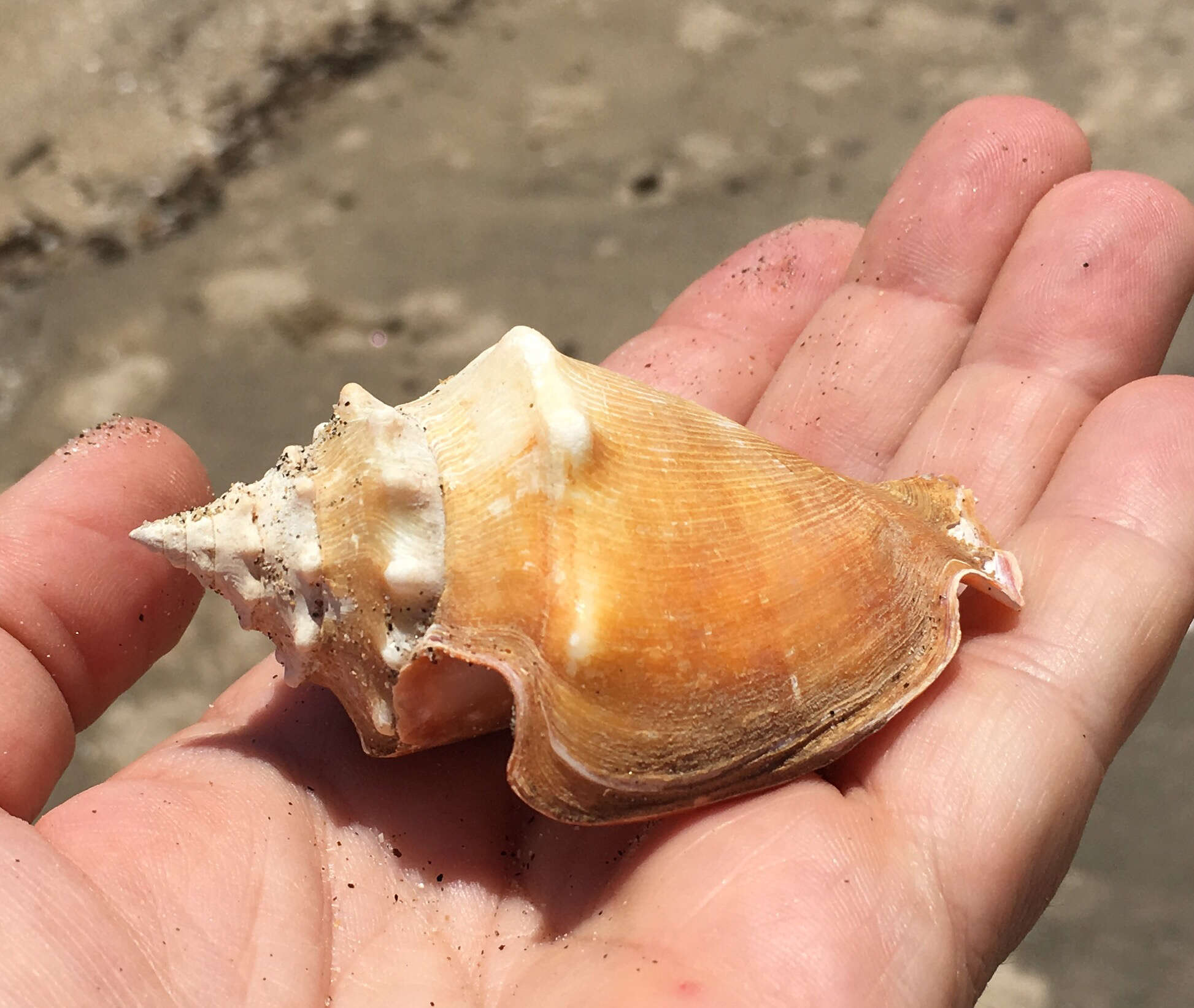 Image of Eastern Pacific fighting conch