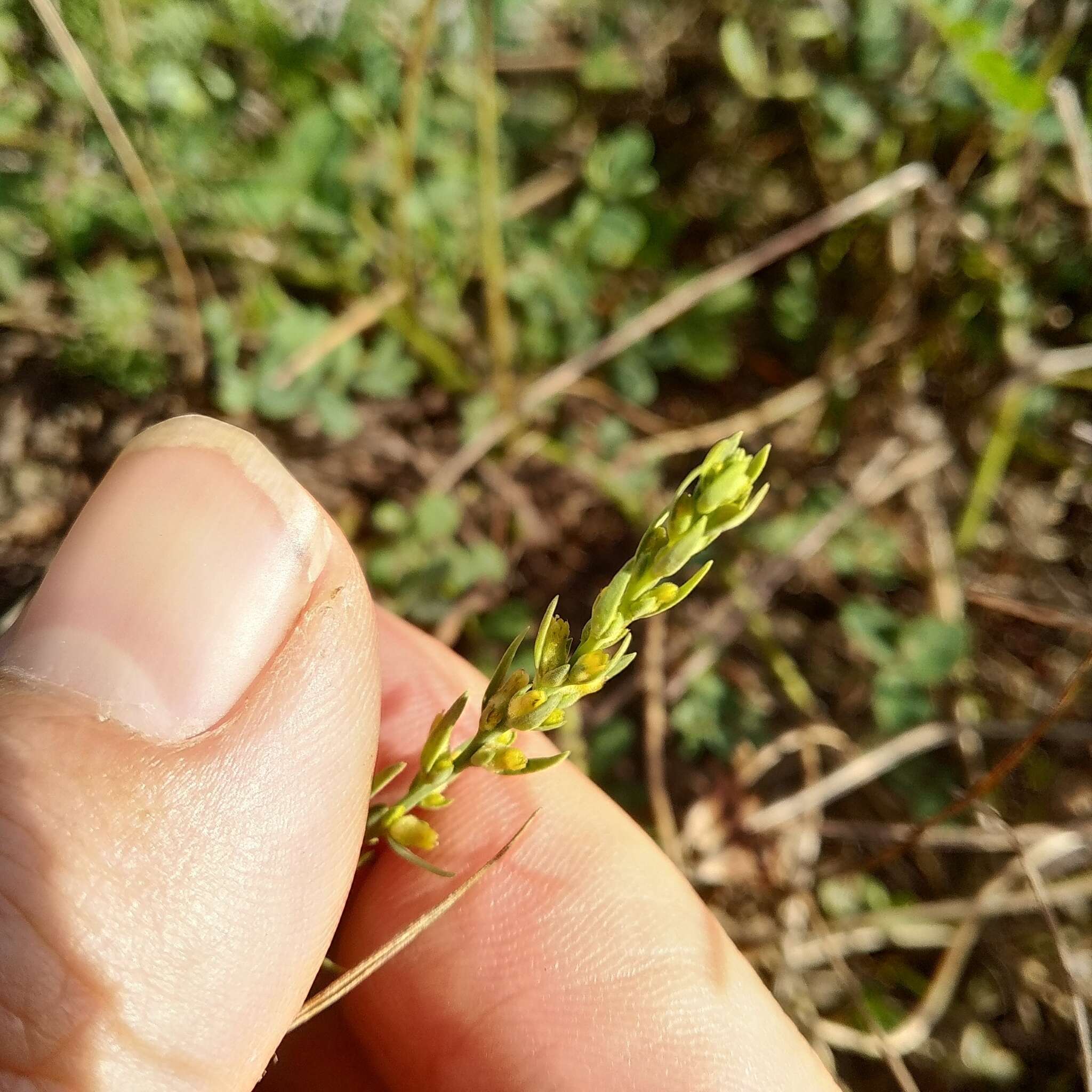 Sivun Thymelaea passerina (L.) Coss. & Germ. kuva