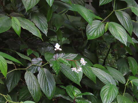 Image of Puerto Rico Begonia