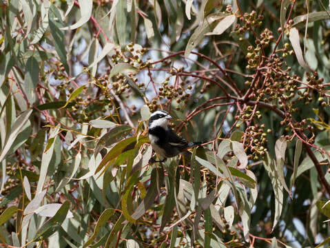 Image of Ringed Warbling Finch