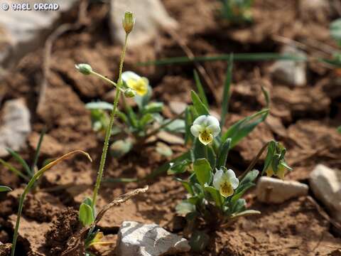 صورة Viola modesta Fenzl