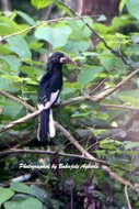 Image of Piping Hornbill