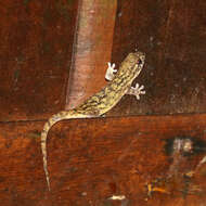 Слика од Geckolepis Grandidier 1867