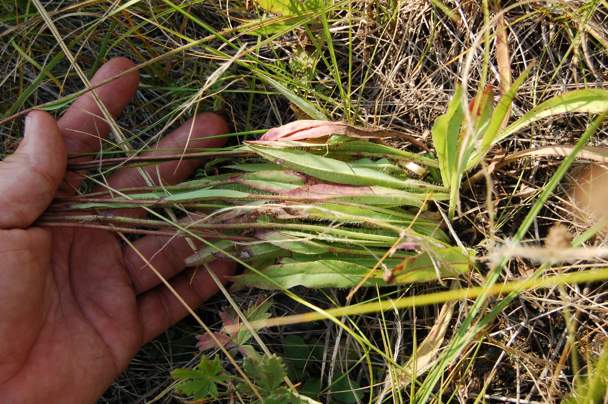 صورة Pilosella novosibirskensis N. N. Tupitsyna