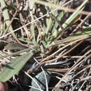 Image of Silene verecunda subsp. platyota (S. Watson) C. L. Hitchc. & Maguire