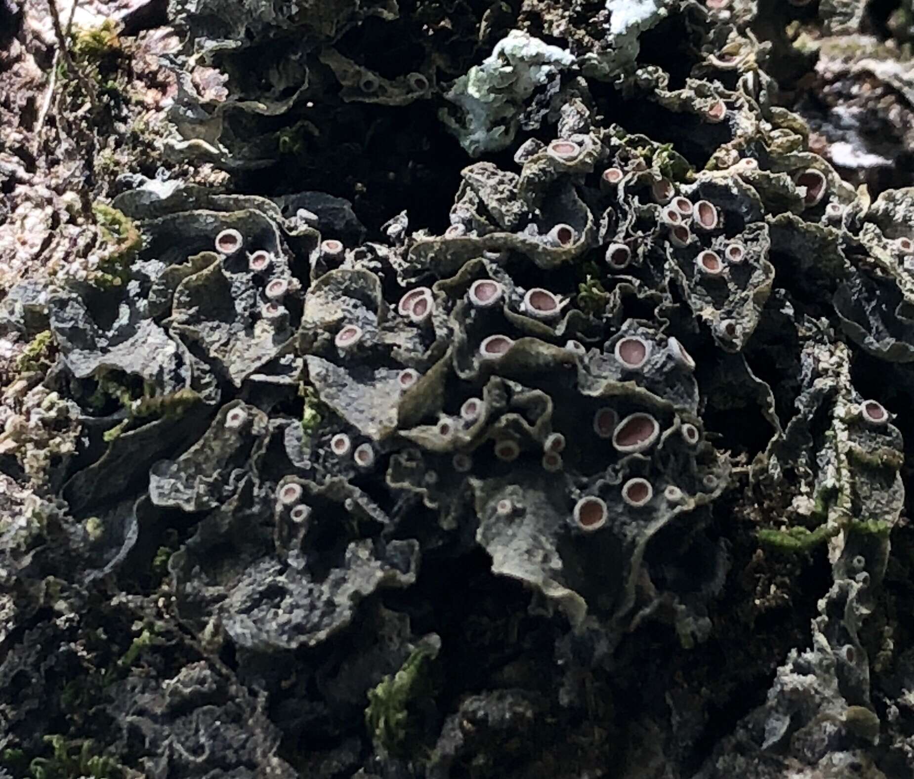 Image of skin lichen