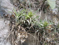 Imagem de Tillandsia capitata Griseb.