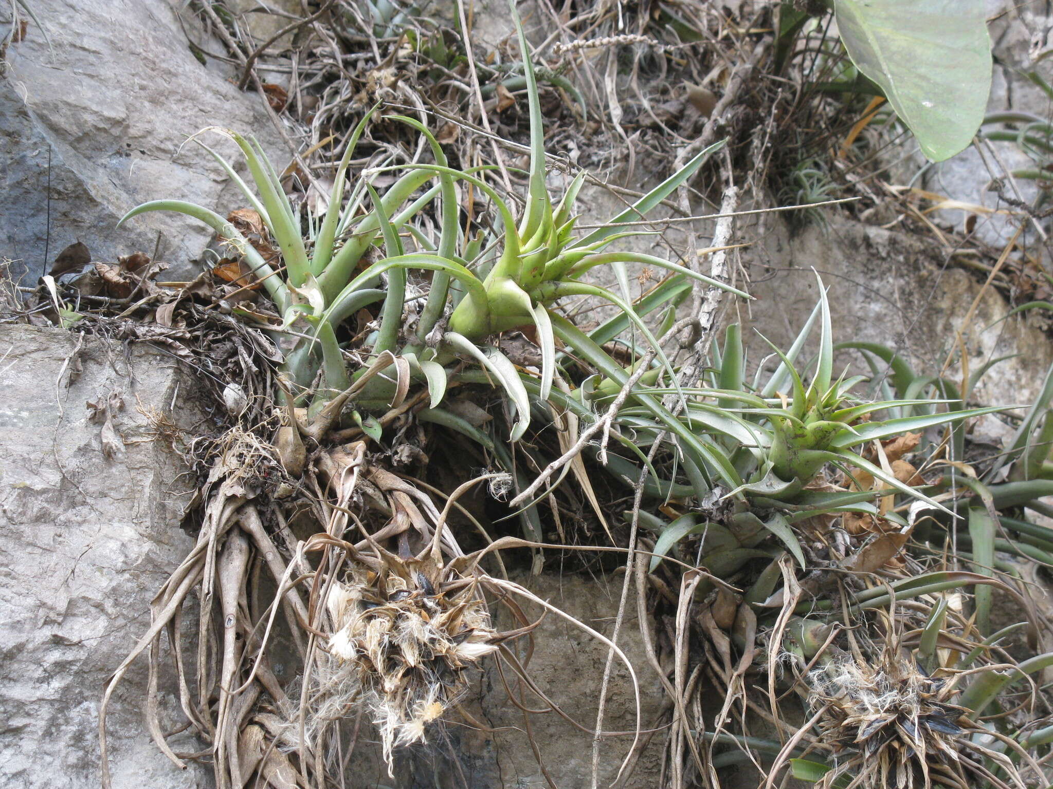 Image of Tillandsia capitata Griseb.