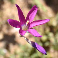 Image of Ixia ramulosa (G. J. Lewis) Goldblatt & J. C. Manning