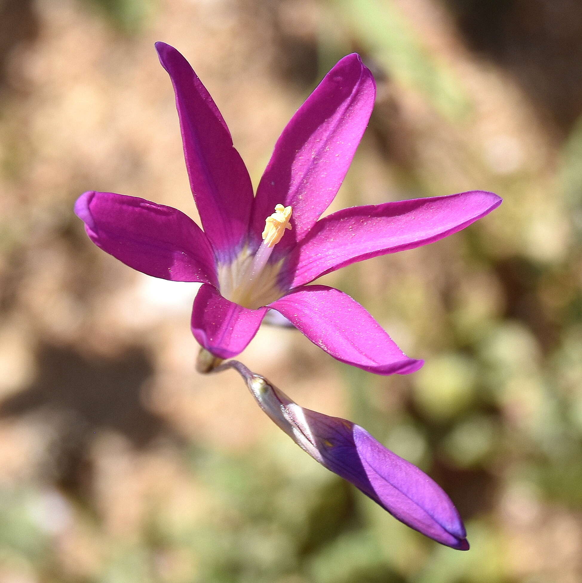 Image of Ixia ramulosa (G. J. Lewis) Goldblatt & J. C. Manning