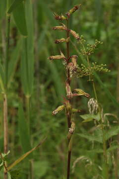 Image de Ligularia sibirica subsp. lydiae (Minderova) N. N. Tzvel.